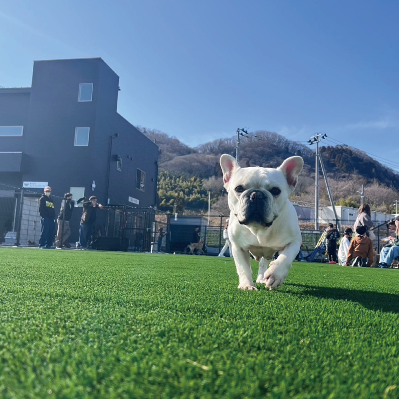 ドッグラン.ドックラン.さんぽ.DOGRUN.CAFE.喫茶店.オートキャンプ.シャワー.サウナ.BBQ.宿泊.キッズ.プール.CATV.ARCHE.アルシェ.撮影会.名取市.愛島台.宮城県
