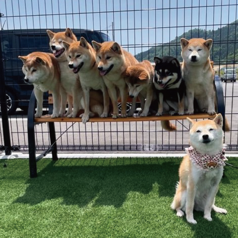 ドッグラン.ドックラン.さんぽ.DOGRUN.CAFE.喫茶店.オートキャンプ.シャワー.サウナ.BBQ.宿泊.キッズ.プール.CATV.ARCHE.アルシェ.撮影会.名取市.愛島台.宮城県